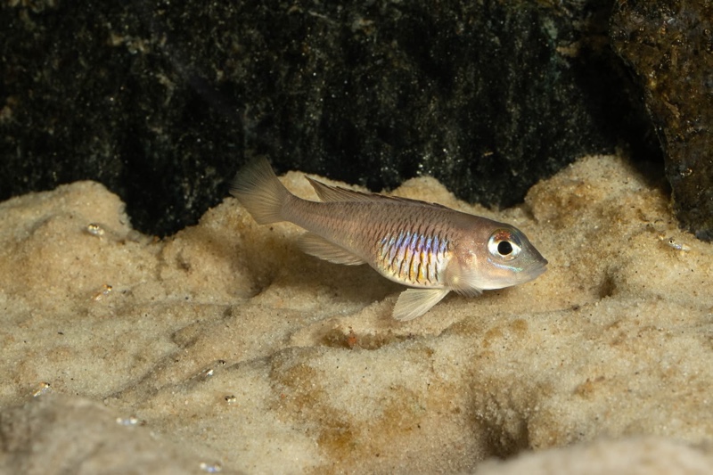 Lamprologus laparogramma 'Namansi'